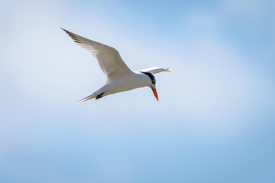 Royal Tern In Flight Photograph