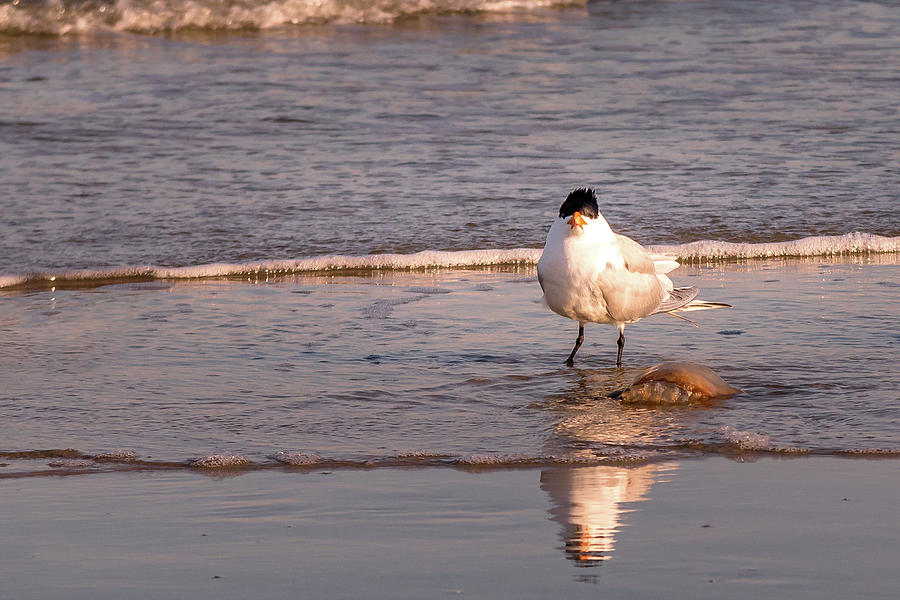 Royal Tern On The Beach Facing The Photographer Photograph