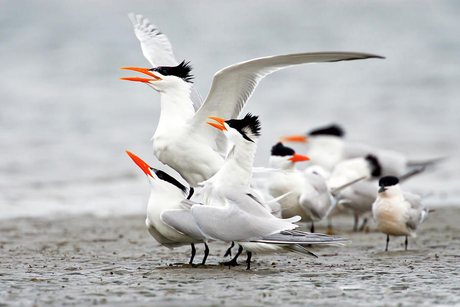 Royal Tern Sterna Maxima Courtship Photograph by Danita Delimont Royal Tern Sterna Maxima Courtship Photograph by Danita Delimont