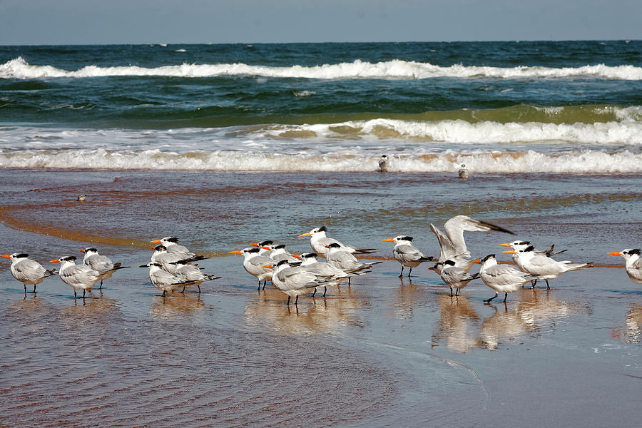Royal Terns and Waves Photograph by Sally Weigand