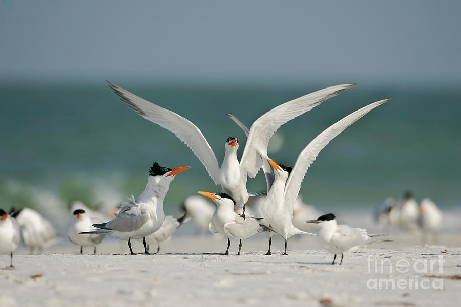 Royal Terns On A Beach Photograph by Manuel Presti/science Photo Library