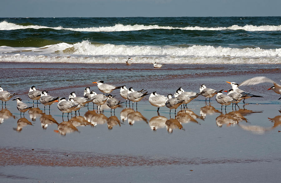 Royal Terns on Wet Sand Photograph by Sally Weigand
