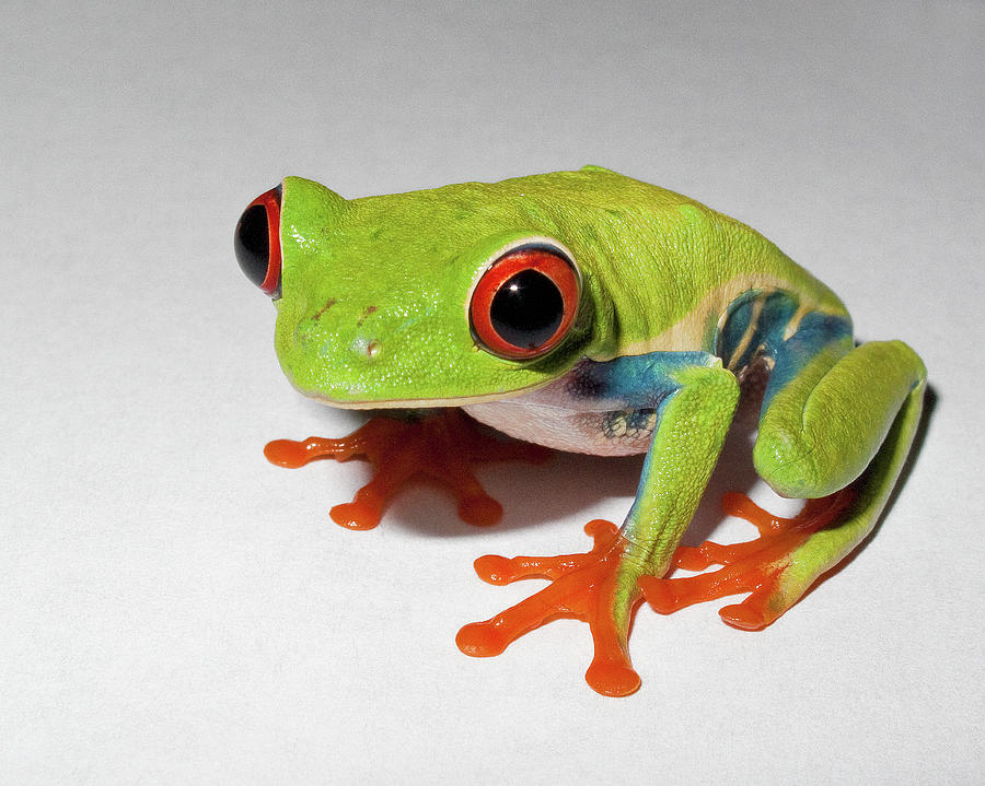 Rozen The Red Eyed Tree Frog Photograph by By Michael A. Pancier