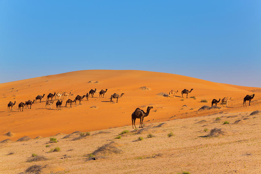 Rub Al Khali Desert Empty Quarter Liwa Desert United Arab Emirates
