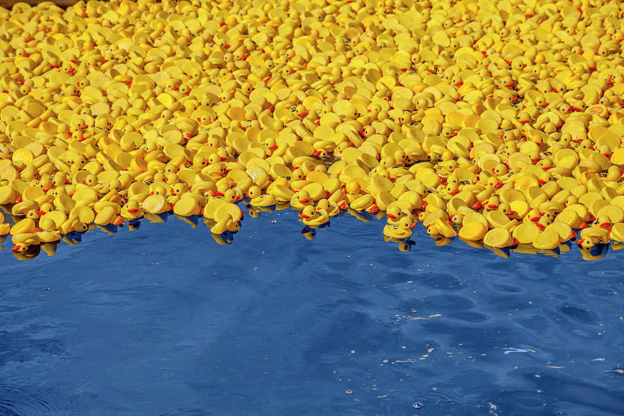 Rubber Ducks by Trevor Slauenwhite Rubber Ducks by Trevor Slauenwhite