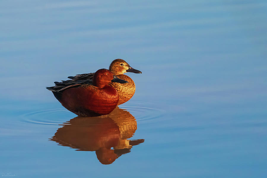 Rubber Ducky by Rick Furmanek Rubber Ducky by Rick Furmanek