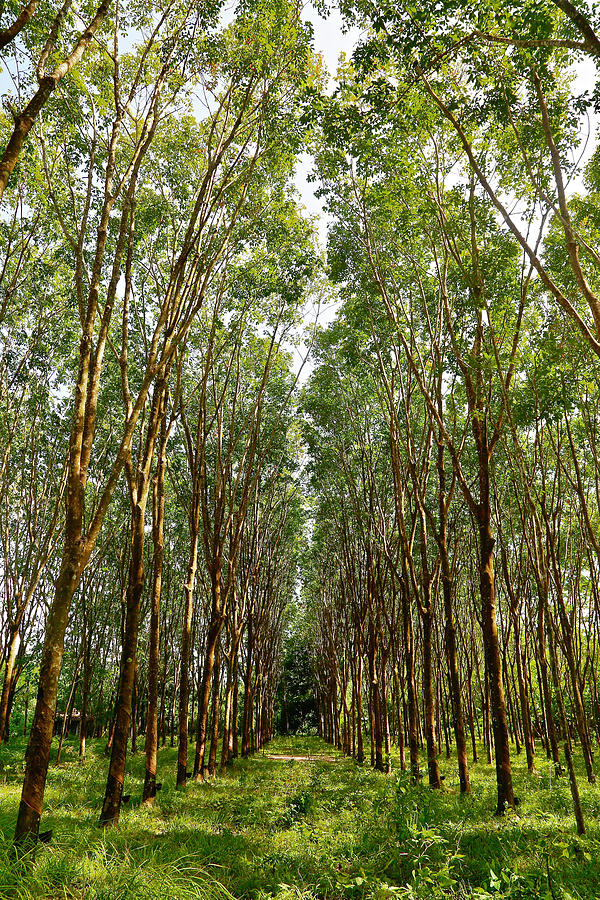 Rubber Trees In Color, 2017 Photograph by Svpimages - Fine Art America