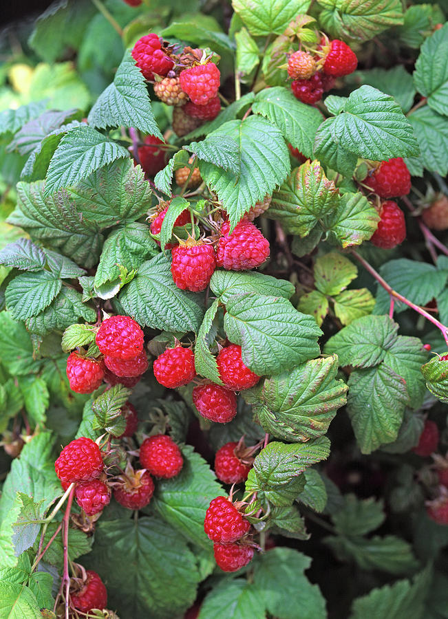 Rubus 'harvest Blessing' raspberry Photograph by Friedrich Strauss ...