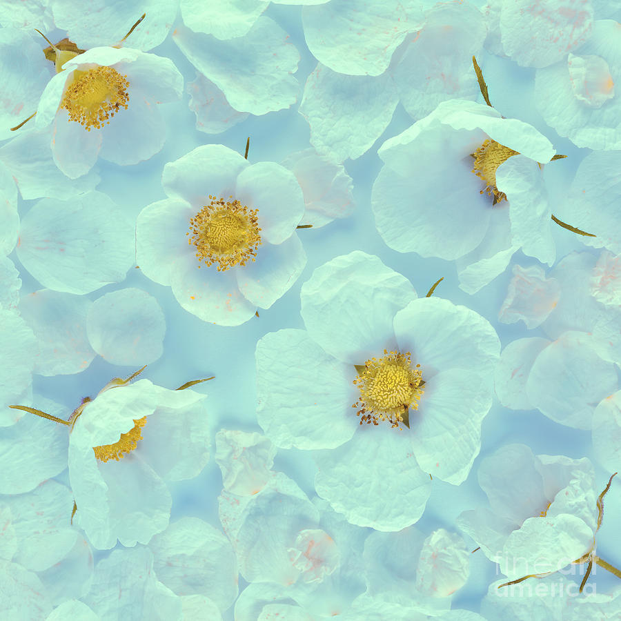 Flower Photograph - Rubus parviflorus   by Masako Metz