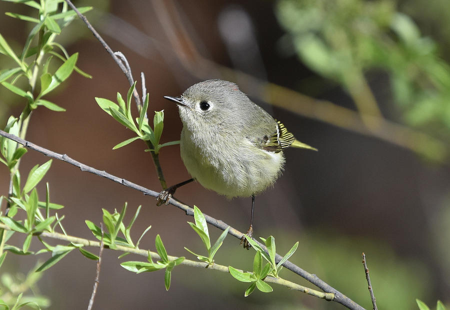 Ruby-Crowned Kinglet Photograph by Ben Foster