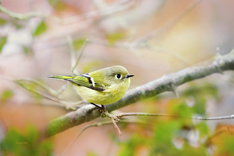 Bird Photograph - Ruby Crowned Kinglet by Christina Rollo