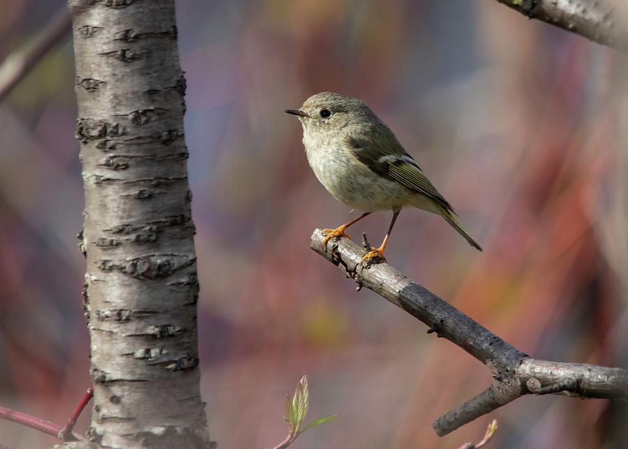 Ruby-crowned Kinglet In Spring Photograph