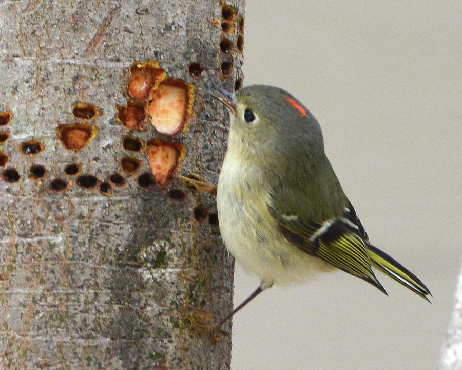 Ruby Crowned Kinglet Photograph by Jerry Griffin