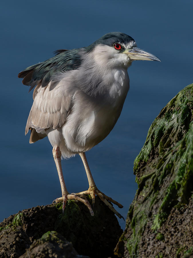 Heron Photograph - Ruby Eye by Bruce Frye