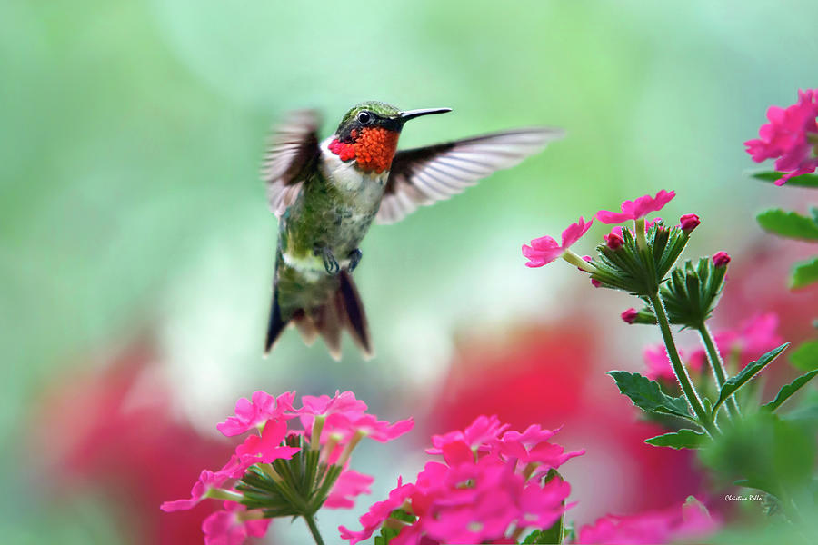 Hummingbird Photograph - Ruby Garden Jewel by Christina Rollo