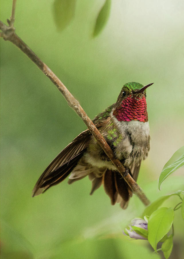 Ruby Hummingbird With Passion Bud Photograph by Melinda Moore