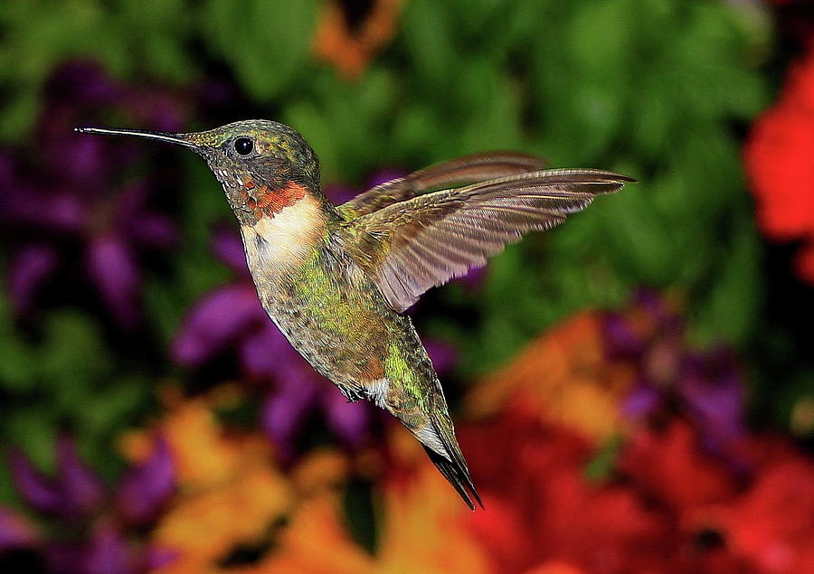Hummingbird Photograph - Ruby by Jack Costello