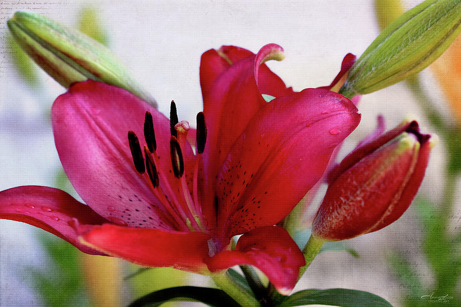 Ruby Lily in Texture by Anna Louise Ruby Lily in Texture by Anna Louise