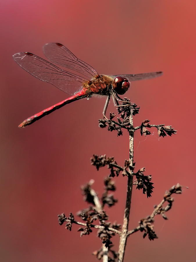Ruby Meadowhawk Dragonfly On Lilac Bush Photograph by Dale Kauzlaric
