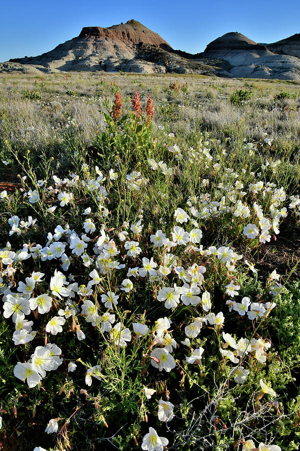 Ruby Mountain Desert Roses Photograph by Ray Mathis