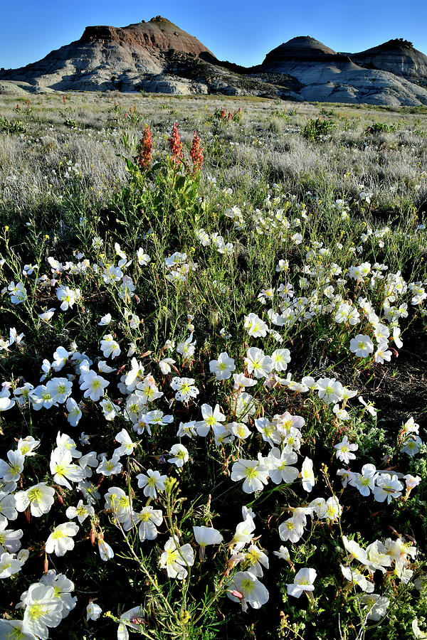 Ruby Mountain Desert Wildflowers Photograph by Ray Mathis