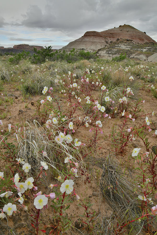 Ruby Mountain Prairie Wildflowers Photograph by Ray Mathis