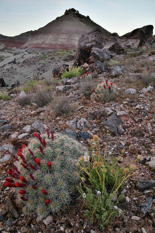 Ruby Mountain Wildflowers and Cacti Photograph by Ray Mathis
