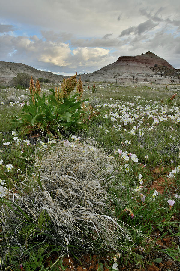 Ruby Mountain Wildflowers and Grasses Photograph by Ray Mathis