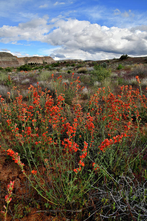 Ruby Mountain Wildflowers Photograph by Ray Mathis