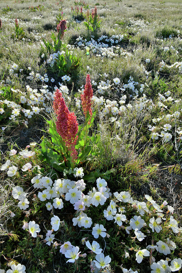 Ruby Mountains Wildflower Prairie Photograph by Ray Mathis