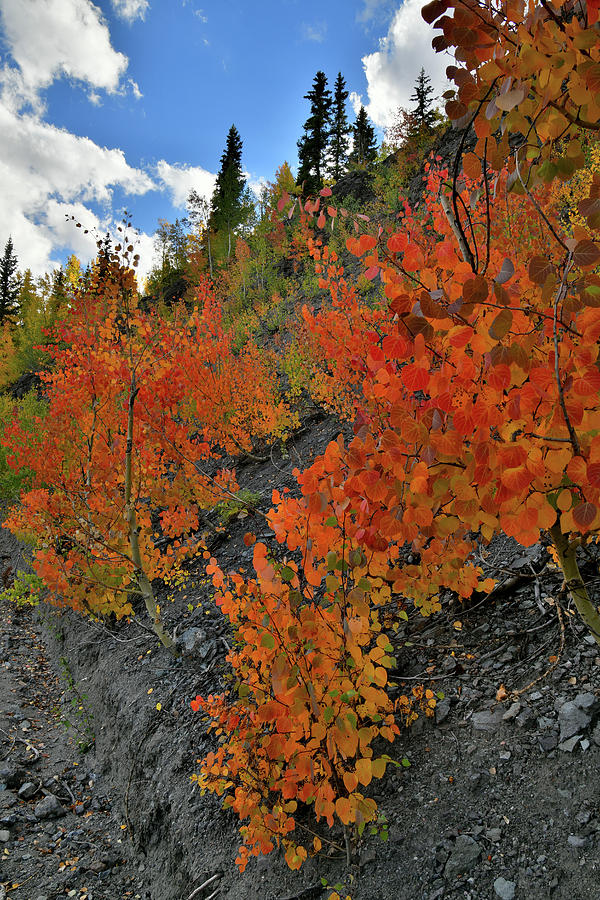 Ruby Red Aspens along Million Dollar Highway Photograph by Ray Mathis