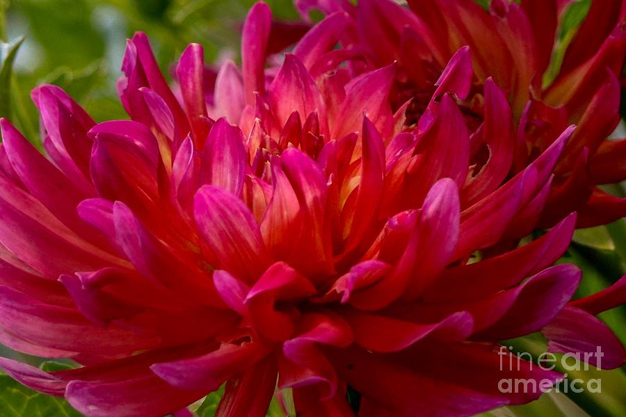Ruby Red Dahlia Photograph by Susan Rydberg