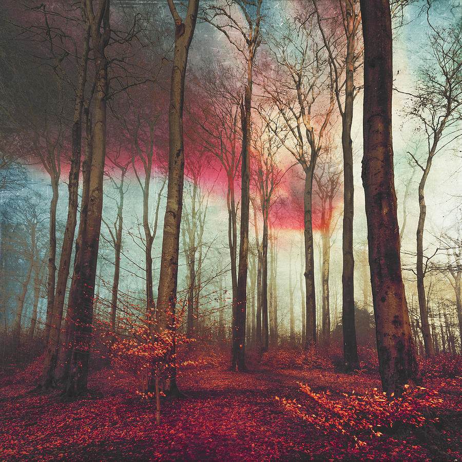 Forest Photograph - Ruby Red Evening by Dirk Wuestenhagen Forest Photograph - Ruby Red Evening by Dirk Wuestenhagen