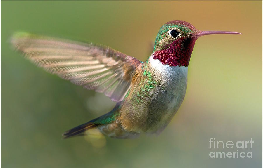 Ruby Red Hummingbirds Photograph