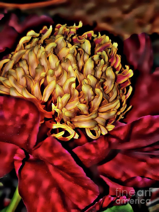 Ruby Red Peony by Jolanta Anna Karolska Ruby Red Peony by Jolanta Anna Karolska
