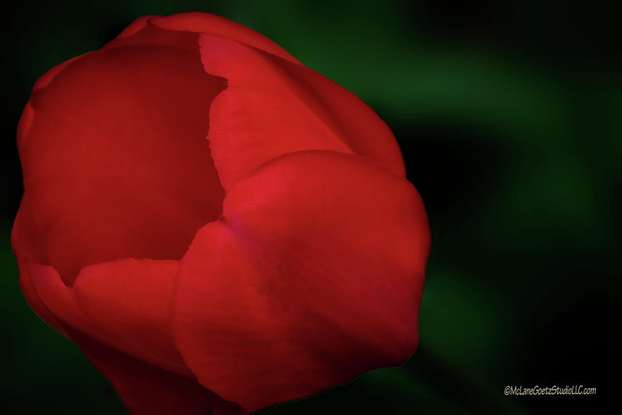 Ruby Red Tulip Photograph by LeeAnn McLaneGoetz McLaneGoetzStudioLLCcom