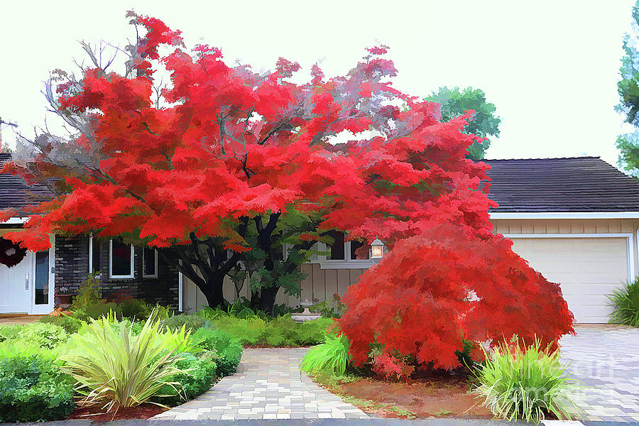 Ruby Reds Surround Resident Home in California  Photograph by Chuck Kuhn