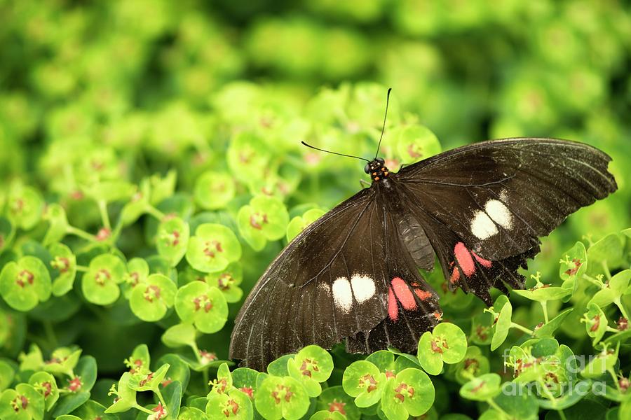 Ruby-spotted Swallowtail Butterfly Photograph by Maria Mosolova/science Photo Library
