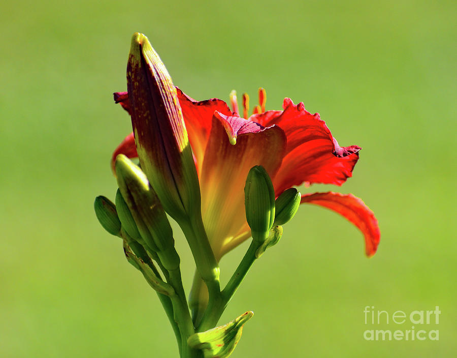Artwork Photograph - Ruby Stella And Soft Evening Light by Cindy Treger Artwork Photograph - Ruby Stella And Soft Evening Light by Cindy Treger