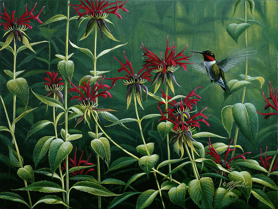 Summer Painting - Ruby Throat Hummingbird & Monarda by Wilhelm Goebel