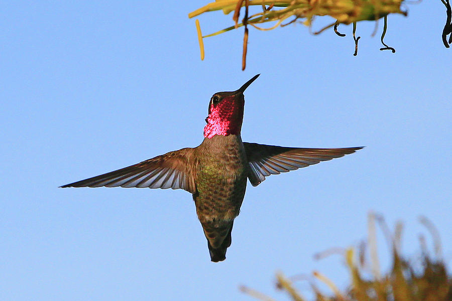 Ruby Throat Photograph by Shoal Hollingsworth