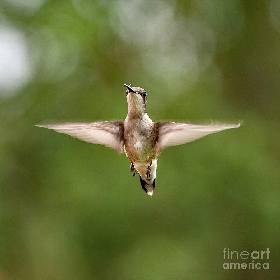Ruby-throataed Hummingbird Perfection by Cindy Treger Ruby-throataed Hummingbird Perfection by Cindy Treger