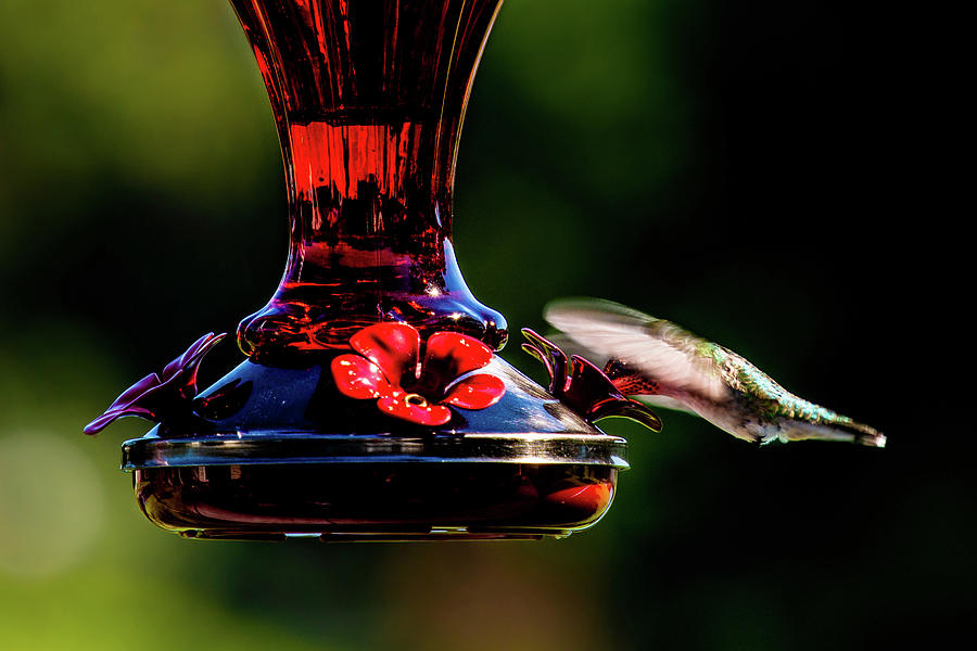Ruby Throated Beak Deep by onyonet photo studios Ruby Throated Beak Deep by onyonet photo studios