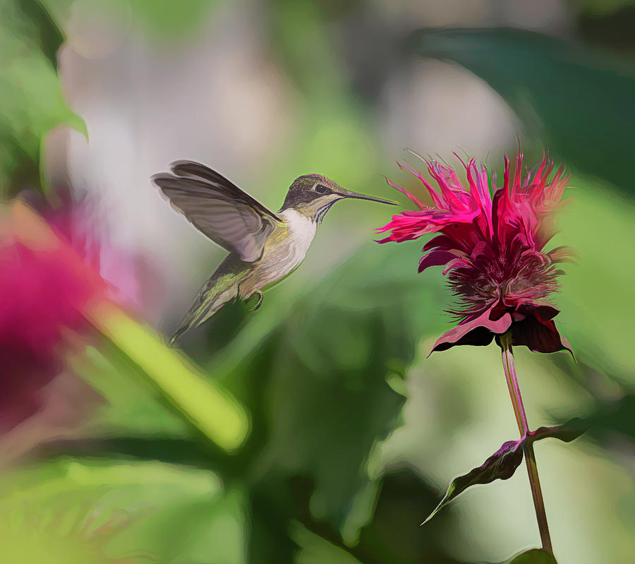 Ruby-throated Hummingbird 2019-artistic Photograph