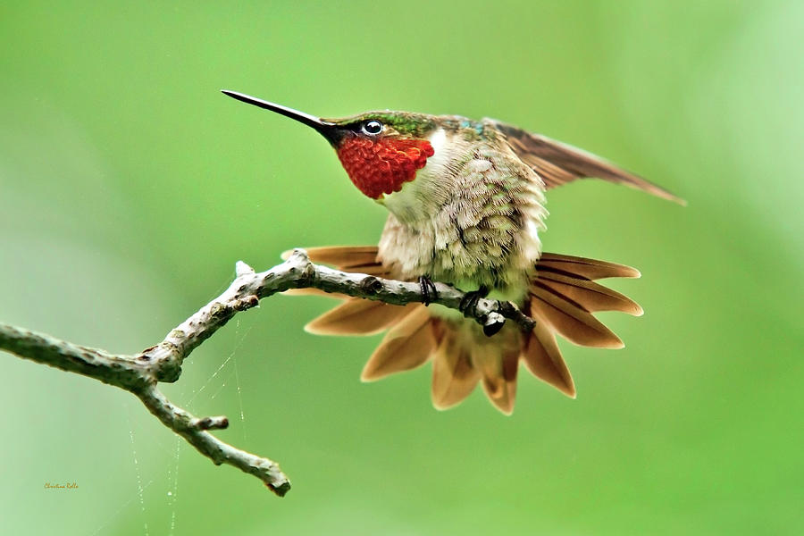 Ruby Throated Hummingbird 4 Photograph by Christina Rollo