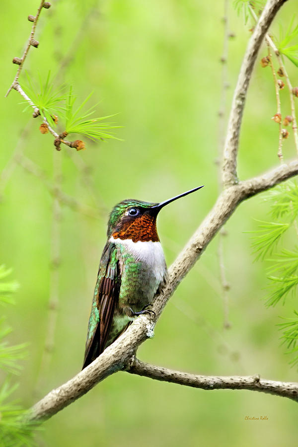 Spring Hummingbird Photograph by Christina Rollo