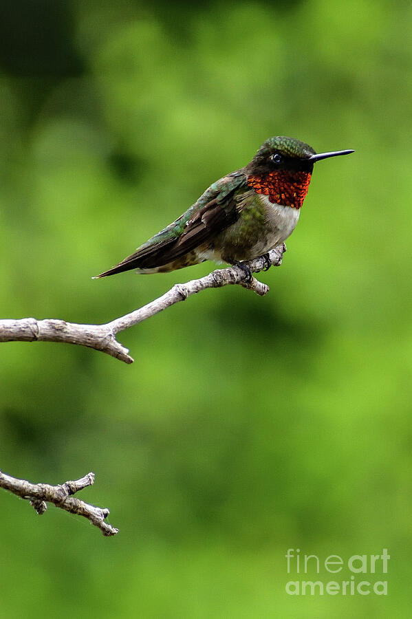 Ruby-throated Hummingbird A Bird With A Thousand Poses Photograph