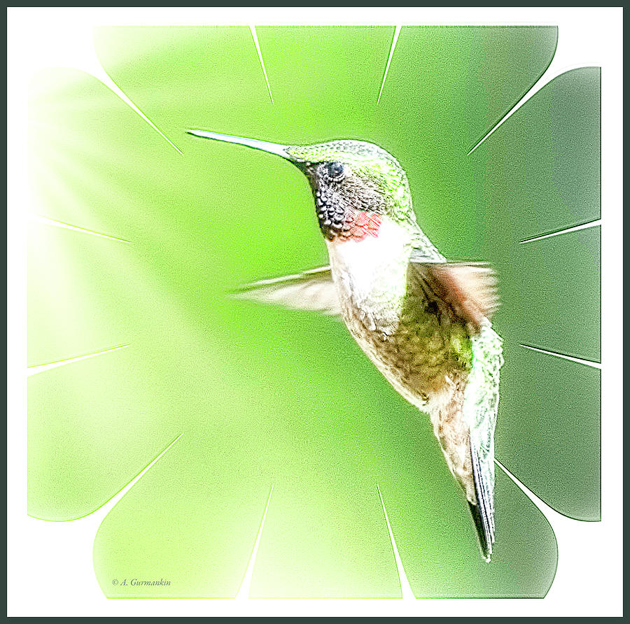 Ruby-throated Hummingbird Photograph by A Macarthur Gurmankin