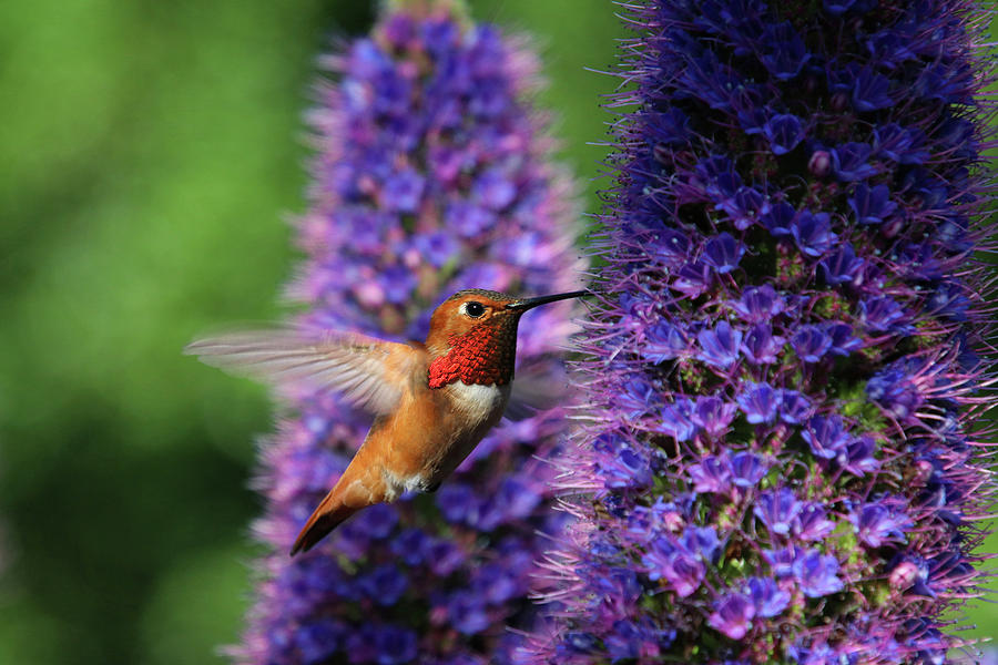 Ruby Throated Hummingbird and Purple Flowers Photograph by Diana Haronis