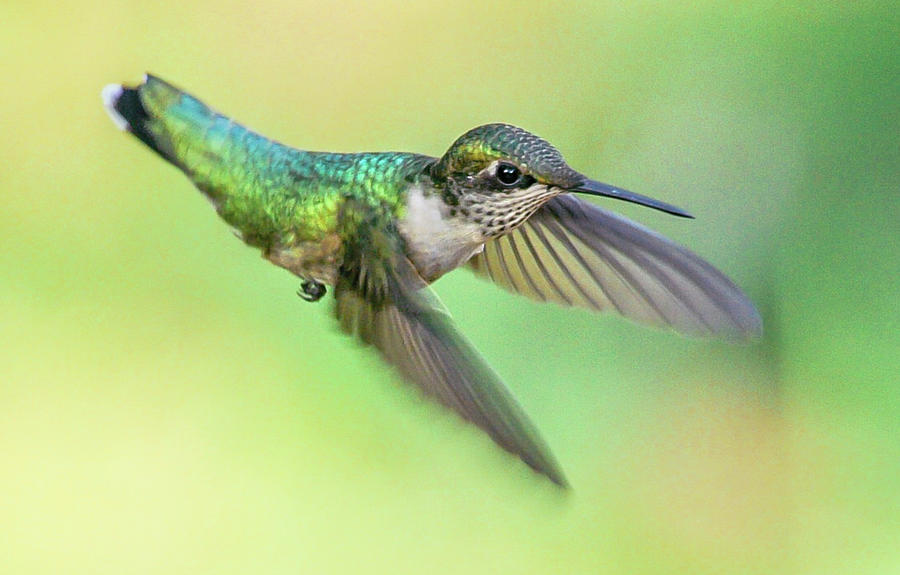 Ruby-Throated Hummingbird at Dawn Photograph by Jim Moore